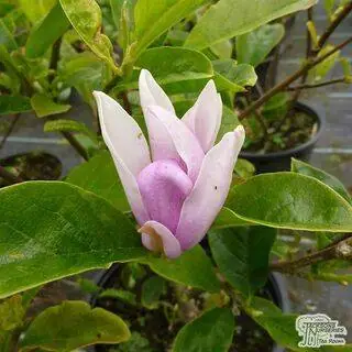 Buy Magnolia George Henry Kern online from Jacksons Nurseries