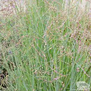 Buy Panicum Rehbraun at Jacksons Nurseries