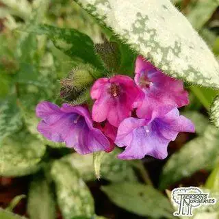 Buy Pulmonaria 'Diana Clare' (Lungwort) online from Jacksons Nurseries