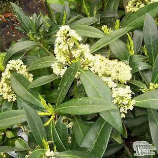 Buy Skimmia x confusa Kew Green at Jacksons Nurseries