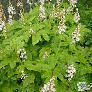 Buy Tiarella Jeepers Creepers from Jacksons Nurseries