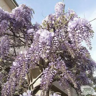 Buy Wisteria floribunda Yae-kokuryu at Jacksons Nurseries