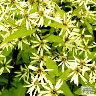 Buy Aster divaricatus (White Wood Aster) online from Jacksons Nurseries.