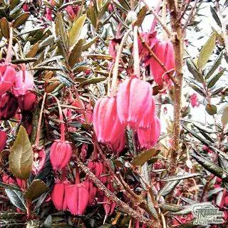 Buy Crinodendron hookerianum 'Ada Hoffman' (Chilean lantern tree) in the UK