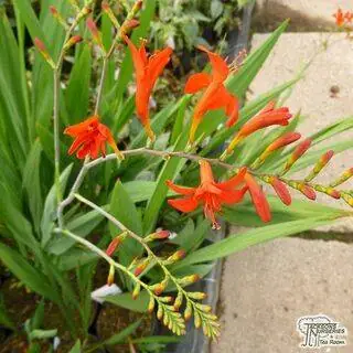 Buy Crocosmia x crocosmiiflora Emily McKenzie (Montbretia) online from Jacksons Nurseries