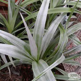 Buy Astelia 'Silver Shadow' (Silver Flax) online from Jacksons Nurseries.