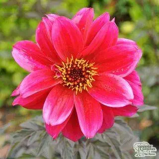 Buy Dahlia ‘Engelhardt’s Matador’ online from Jacksons Nurseries.