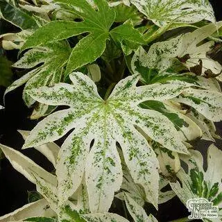 Buy Fatsia japonica ‘Spider’s Web’ (Japanese aralia) online from Jacksons Nurseries.