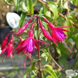 Buy Fuchsia magellanica (Lady's Eardrops) online from Jacksons Nurseries.