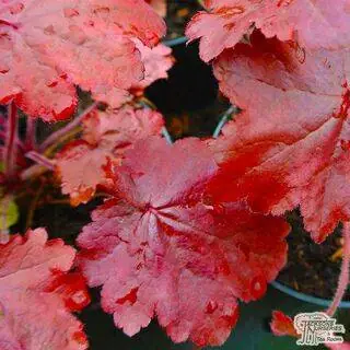 Buy Heuchera 'Cherry Cola' (Coral Bells) online from Jacksons Nurseries.