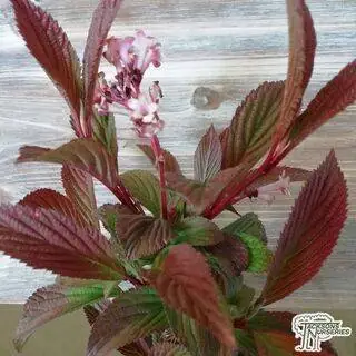 Buy Viburnum x bodnantense Dawn from Jacksons Nurseries