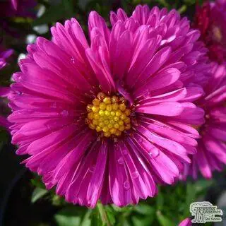 Buy Aster novi-belgii Jenny (Michaelmas Daisy) online from Jacksons Nurseries