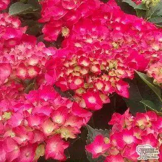 Buy Hydrangea macrophylla Alpengluhen (Hydrangea Mophead) online from Jacksons Nurseries