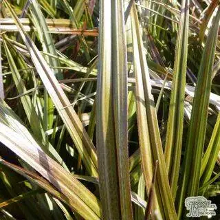 Buy Astelia nervosa 'Westland' (Silver Flax) online from Jacksons Nurseries.