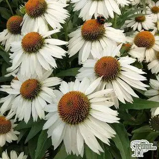 Buy Echinacea purpurea 'White Meditation' (Coneflower) online from Jacksons Nurseries.