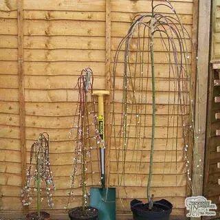 Buy Salix caprea Kilmarnock (Kilmarnock Willow) online from Jacksons Nurseries