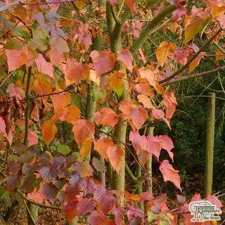 Buy Acer Capillipes (Snake-Bark Maple) online from Jacksons Nurseries