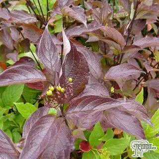 Buy Cornus alba 'Kesselringii' (Dogwood) online from Jacksons Nurseries