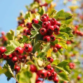 Buy Crataegus monogyna bare root