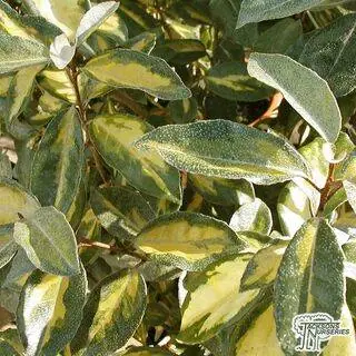 Buy Elaeagnus x ebbingei 'Limelight'  (Oleaster) in the UK