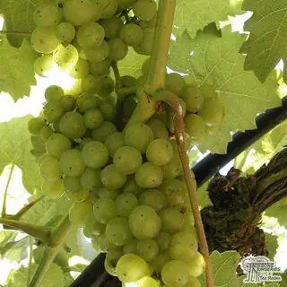 Buy Grape - Vitis vinifera 'Madeline Sylvander'