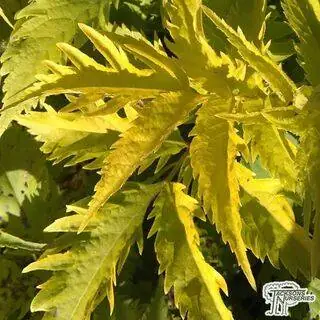 Buy Sambucus strumpfii Serenade (Jonade) online from Jacksons Nurseries