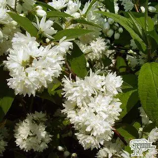 Buy Deutzia x magnifica (Deutzia) in the UK