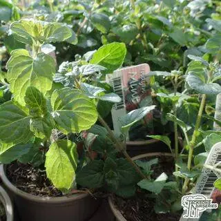 Buy Satureja douglasii , mint (Indian) online from Jacksons Nurseries.