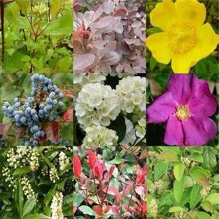 Bare Root Plant pack 10 plants