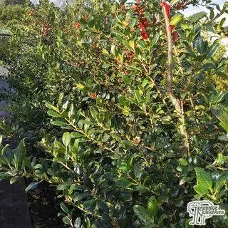 Buy Ilex aquifolium J.C. van Tol (Holly) online from Jacksons Nurseries.