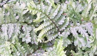 Fern plants for containers