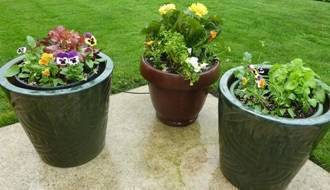Shop all plants for patio containers