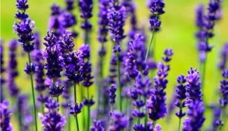 English lavender (Lavender angustifolia)