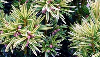 Fastigate yew plants