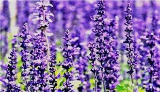 Lavender herb plants