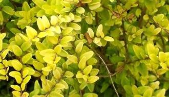 Lonicera shrubs (shrubby honeysuckle)