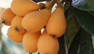 Loquat fruit trees