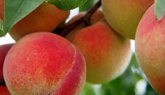 Peach fruit trees