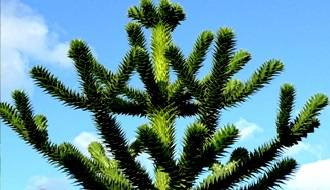 Pyramidal shaped conifer plants