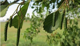 Alder trees