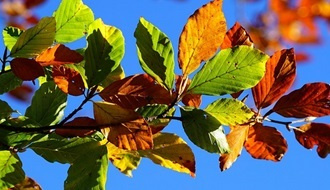 Beech trees