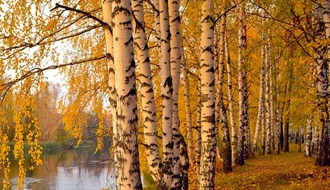 Birch trees