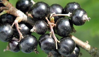 Blackcurrant plants