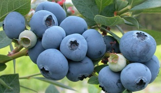 Blueberry plants