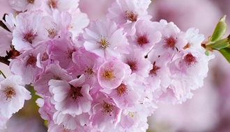 Cherry blossom trees