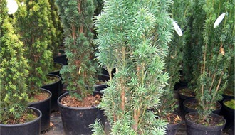 Columnar conifer plants