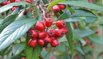 Cotoneaster