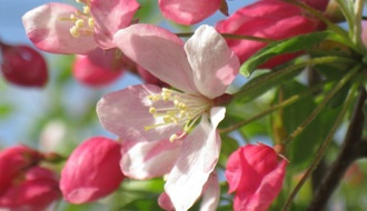 Crab apple trees