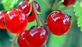 Currant fruit bushes