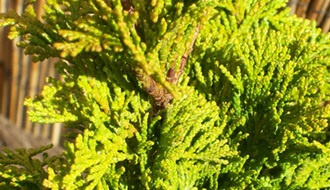 Cypress conifers